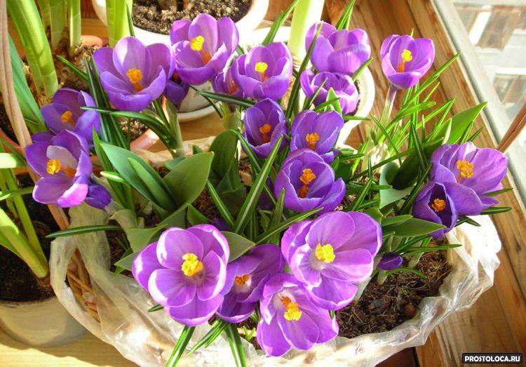 krokus a šafrán